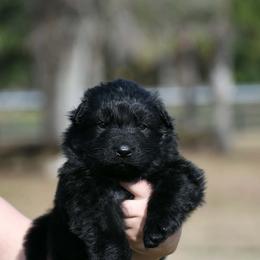 Green Boy - Black male German Shepherd puppy in Ocala, Florida from Guardian Shepherds