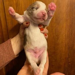 Harvest - Red merle male Miniature Australian Shepherd puppy in Marysville, Washington from Garay Mini Aussies