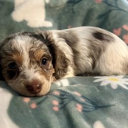 BOY 2 - Dapple male Dachshund puppy in Brookhaven, Mississippi from Southern Grace Doxies