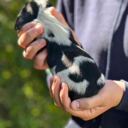 Female 3 - Black brown and white female Basset Hound puppy in Lindley, New York from Hill Top Basset Hounds & Cane Corso