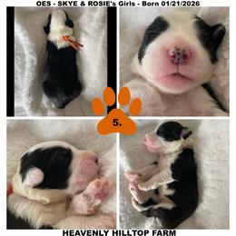 Goldendoodle, Old English Sheepdog, Poodle, and Sheepadoodle Puppies from Heavenly Hilltop Farm
