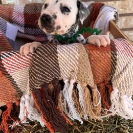 Picnic - White and black female Dalmatian puppy in Melrose, New Mexico from ECMO Farm Dalmatians & Labrador Retrievers