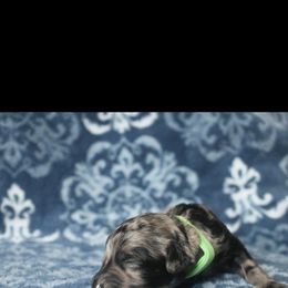 Assorted Doodle Crosses Puppies from Doodles Domain