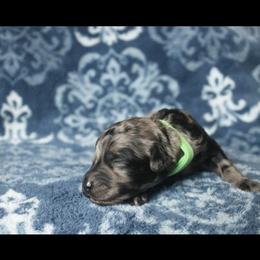 Assorted Doodle Crosses Puppies from Doodles Domain