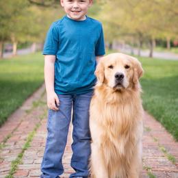 Golden Retrievers and Pembroke Welsh Corgis from Silver Myst Acres