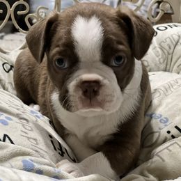 Boston Terrier and French Bulldog Puppies from Pickarts Pups Frenchton and Boston Terrier