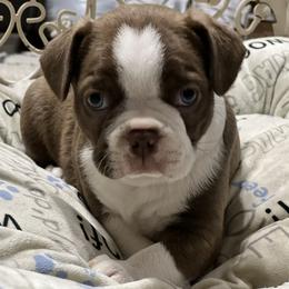 Boston Terrier and French Bulldog Puppies from Pickarts Pups Frenchton and Boston Terrier