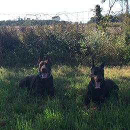 Doberman Pinscher and French Bulldog All Grown Up from The Defender Farm