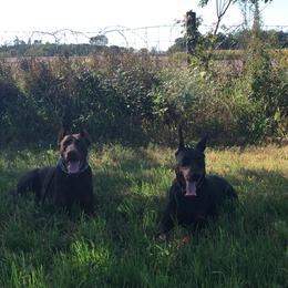 Doberman Pinscher and French Bulldog All Grown Up from The Defender Farm