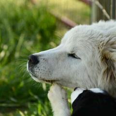 Border Collie, Bordoodle, and Maremma Sheepdog Puppies from 2J 2K Border Collies