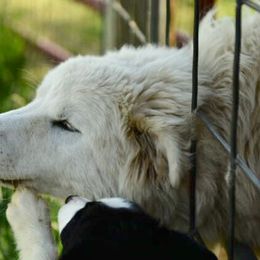 Border Collie, Bordoodle, and Maremma Sheepdog Puppies from 2J 2K Border Collies