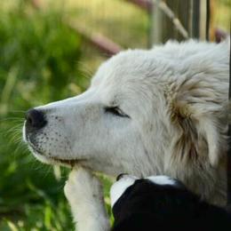 Border Collie, Bordoodle, and Maremma Sheepdog Puppies from 2J 2K Border Collies