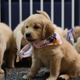 Noelle - Golden female Golden Retriever puppy in Payette, Idaho from Stonewick Retrievers