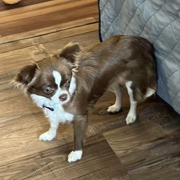 Buffy - Chihuahua