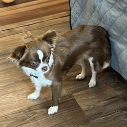 Buffy - Chihuahua