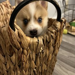 Pomsky Puppies from Lunar Pomskies