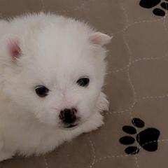 American Eskimo Dog Puppies from Diamond Storm Eskies