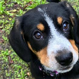 Entlebucher Mountain Dogs from Fabled Tails Entlebuchers