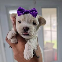 Puppy D (Purple) - White and lemon female Maltese puppy in North Chesterfield, Virginia from Maltese Love