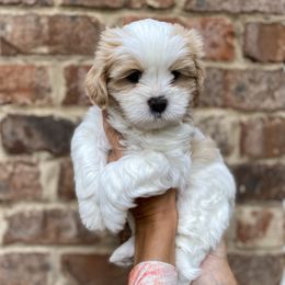 Dexter - White male Shihpoo puppy in Cumming, Georgia from Nell’s Doodle & Dolls