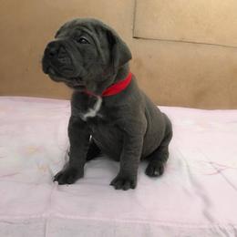Ma - Gray male Cane Corso puppy in Ashland, Ohio from Ruben Cane Corso