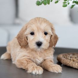 Maltipoo, Shichon, and Shihpoo Puppies from Timbercreek Puppies