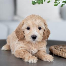 Maltipoo, Shichon, and Shihpoo Puppies from Timbercreek Puppies