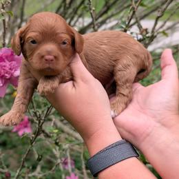 Cedar - Red male Cavapoo puppy in Coshocton, Ohio from Forever Family Puppies