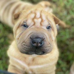 Chinese Shar-Pei and Lakeland Terriers from Alejandro Gonz's Chinese Shar-Pei and Lakeland Terriers