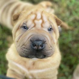 Chinese Shar-Pei and Lakeland Terriers from Alejandro Gonz's Chinese Shar-Pei and Lakeland Terriers