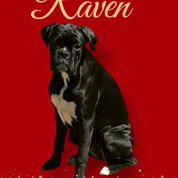 Raven - Brindle female Boxer puppy in Sultan, Washington from Aphrodite Boxers Von Kesler Haus