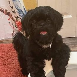 Shih Tzu All Grown Up from Jamie Serigny's Shih Tzus