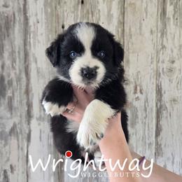 Evian - Black & white male Miniature Australian Shepherd puppy in Dowagiac, Michigan from Wrightway Wigglebutts