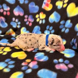 Persephone - Blue merle female Border Collie puppy in Scottsboro, Alabama from Bear Hollow Border Collies