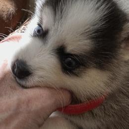 Boy red collar - Black and white male Pomsky puppy in Leesburg, Virginia from Capital Pomsky