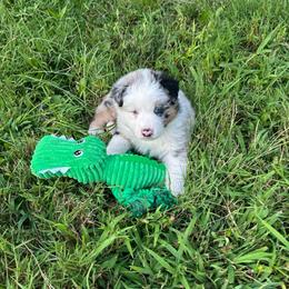 Green Collar Boy - Blue merle male Australian Shepherd puppy in Hartville, Missouri from Stamper K9’s