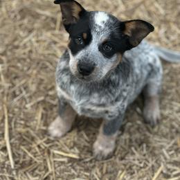 Nevada 3000 - Blue speckled female Australian Cattle Dog puppy in Kalispell, Montana from BTR Australian Cattle Dogs