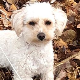 Poodles from Piper’s Poodle Puppies