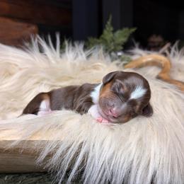 Willow - Piebald female Dachshund puppy in Washburn, Tennessee from Clinch Mountain Dachshunds