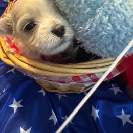 Zeus - White and lemon male Maltese puppy in Houston, Texas from The Royal Furbabies