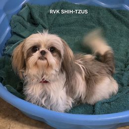 Muffin - Shih Tzu