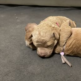 Labradoodle and Poodle Puppies from Skylark Legacy Farm Poodles & Doodles