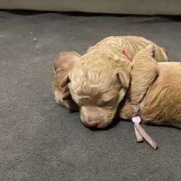 Labradoodle and Poodle Puppies from Skylark Legacy Farm Poodles & Doodles