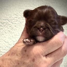 Chip - Chocolate male Shih Tzu puppy in Tallahassee, Florida from Bows and Bow Ties