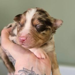 Meerkat - Red merle female Australian Shepherd puppy in London, Kentucky from Kenmont Kennels