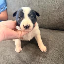 Bax - Black and white male Border Collie puppy in Taylor, Arizona from Vowell Farm Border Collies
