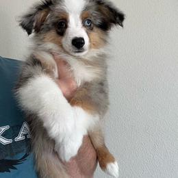Blitz - Blue merle male Toy Australian Shepherd puppy in Georgetown, Texas from Minikin Manor