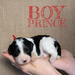 Prince - Black and white male Bernedoodle puppy in Cambridge, Minnesota from Country Meadow Doodles