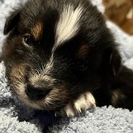Clark - Black tri-color male Australian Shepherd puppy in Butler, Georgia from Aussies at Howling Hill Farm