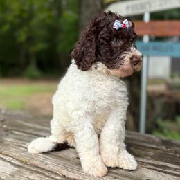 Koch - Chocolate female Goldendoodle puppy in Camden, North Carolina from Oopsie Doodles of NC